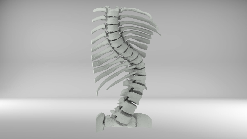 Modello 3D di un organo da una TAC, colonna vertebrale