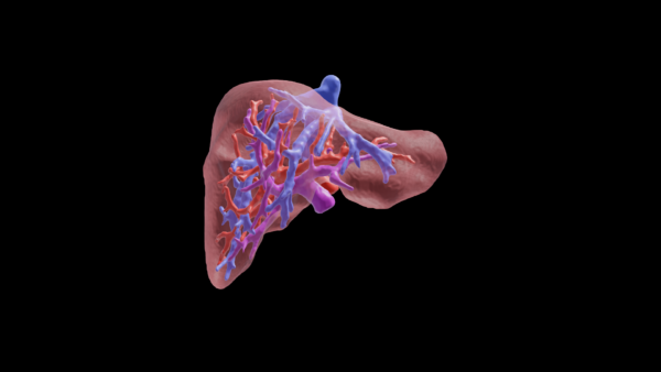 modello 3D di un organo, fegato
