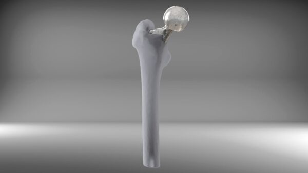 modello 3D di un organo, osso